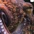 Ocean Animals For Kids Learn All About The Animals And Plants That Live In The Ocean