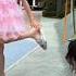 Proud Girl Shorts Proud Baby Facts Girl Youtube