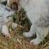 Sheltie Germania Puppy Dog Kennel Izpiterskikhvolkov Dogs шелти мрамор щенки питомник