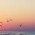Summer Mix Best Of Carla S Dreams The Motans Irina Rimes