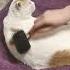 котя котенька коток котя серенький лобок