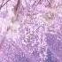 花の唄 Hana No Uta End Of Spring Ver Aimer English Subtitle