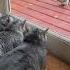 This Is Perfect Cat Kitty Kitten