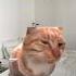 CAT MEMES When You Have Super Power Catmemes Relatable Shorts