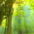 Elysian Forest Dracovallis Tartalo Music Claudie Mackula Celtic Rock Ballad