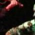 Graziano Romani Accidentally Like A Martyr Live Warren Zevon Cover