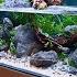 BUILDING A 120CM SHALLOW RIVER AQUASCAPE Part Two