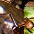 Giant European Red Wood Ant Formica Pratensis On The Edge Of The Forest Part 1