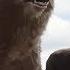The Jungle Book 2016 Baloo Bagheera Saves Mowgli Scenes