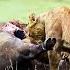 3 Lions Vs 1 Rhino Full Episode Animal Fight Night Nat Geo Animals