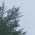 Baranê Rain Koma Amed Evdilmelik Şêxbekir