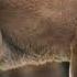 Mountain Lion Cougar Puma Sound Effects