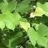 From Vine To Wine Grapes Tour A Look At The Grape Vines Part One