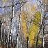 In The Autumn Forest 10 Hours Of Forest Birds Singing For Sound Sleep Meditation And Relaxation