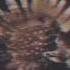 Kicks Barns Courtney Slowed And Reverbed Daycore