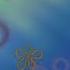 Queen S Aloha Oe C SpongeBob Soundtrack