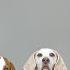 Dogs Vs Demon Nun From The Conjuring Prank Funny Dogs Maymo Penny Potpie Befriend The Nun