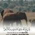 8D Quran Surat Al Hashr The Exile سورة الحشر Nasser Al Qatami ناصر القطامي Shorts