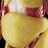 Growth Of Subcutaneous Fat Meded Anatomy