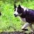 Russo European Laika Everything Dog Breeds