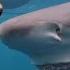 VIDEO Snooty The Smiling Shark Spotted Swimming Off Florida Coast