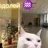 а ты тут есть мем Cat кот котики юмор прикол Memes мемы котик