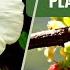 Natural Psychedelic Plants Hallucinogenic Plants Psychedelics