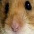 Cotton Eyed Joe Vs Hamster Dance