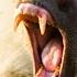 Baboon Troops Clash Over Territory Life BBC Earth