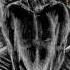 Misanthropic Rage Qualia Full Album 2016