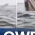 The Moment Kayaker Is Swallowed By A Whale 9 News Australia