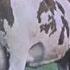 Pink Floyd ATOM HEART MOTHER SUITE 1970