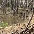 Охота на утку Селезень реагирует на голос утки