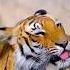The Future Of Tigers Conservation And Technology Wildlife Animals Nature Facts Beast Tiger