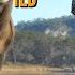 ATV Hunting Is OVERPOWERED ᶦᵗ ˢ ᵈʳᶦᵛᵉ ᵇʸ ᵗᶦᵐᵉ TheHunter Call Of The Wild