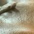 Brazilian Wax Vaginal Steam Hair Removal Practice Shorts Viral