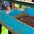 Day 15 Lil Farm Vermicompost Sieving Bscagriculture Vermicompost Kheti Organicfarming