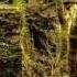 Gallaeci Dominion Epic Celtic Music