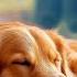 12 Hours Music To Help Dogs Sleep Deeply Anti Anxiety Music For Dogs Sleep Instantly In 3 Minutes
