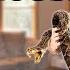 Kid Temper Tantrum Puts A Real Snake Inside Parent S House Original