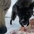 голодный волки Hungry Wolves Och Qolgan Bo Rilar