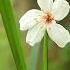 Withered Flowers Still Bloom Rural