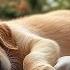 12 Hours Of Dog Music Calming Music For Dog Deep Sleep Separation Anxiety Music For Dog Relaxation