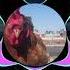 Wolf In Sheeps Clothing Slowed Reverb Sounds Good Must Watch Listen
