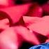 Rose Petal Murder Trial Vinnie Politan Investigates