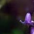Maria Healy Bluebell Extended Mix HQ Audio