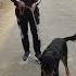 Rottweiler Dog Viral Short Trending Viralshorts Youtubeshorts Reels Dog