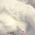 Pink White By Frank Ocean Sped Up Nightcore