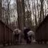 My F Cking Boyfriend Furry Theriantropy Therians Bridge Forest Friends Trot