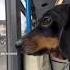 Pop Quiz There S A Dog On The Bus What Are You Gonna Do Minidachshund Dachshund Speed